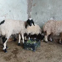 سلام ۴ عدد بر مادر|حیوانات مزرعه|یزد, |دیوار