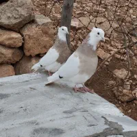 طوق|پرنده|کارزان, |دیوار