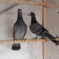 کبوتر|پرنده|بوئین زهرا, |دیوار