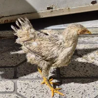 خروس و مرغ محلی