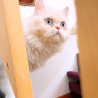 نگهداری از گربه شما