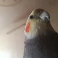 عروس هلندی دستی