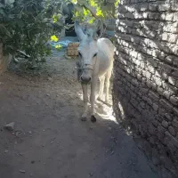 بزغاله و الاغ ماده