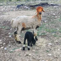 ۴۰راس میش اصل ترکی و بختیاری بره دار و ابستن