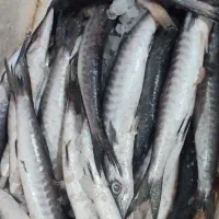 ماهی دریا و پرورشی