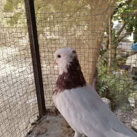 طوقی نر درشت|پرنده|سیرجان, |دیوار