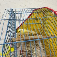 قناری ماده فروشی . مست اماده