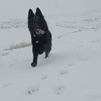 ژرمن بلک نر