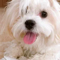 پت خانگی تربیت شده و کاملا سالم