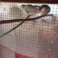 جفت بالغ فنچ جاوا