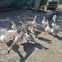 غاز محلی و قو غاز|حیوانات مزرعه|لاهیجان, انقلاب|دیوار