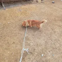 سگ .|سگ|سبزوار, قصبه شرقی|دیوار