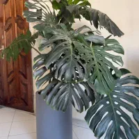 گیاه مانستر برگ انجیری