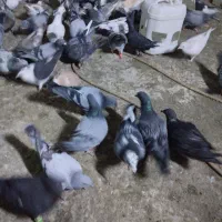 کبوتر رنگه آلمانی سار سرور ابلغ کله سینه|پرنده|چناران, |دیوار