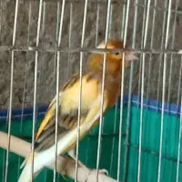 سلام. قناری ابلغ دهن تخت وکشیده.