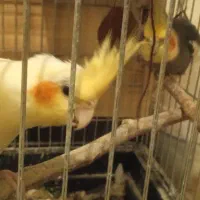 یک جفت عروس هلندی با یک عدد جوجه 3ملیون|پرنده|خورموج, |دیوار