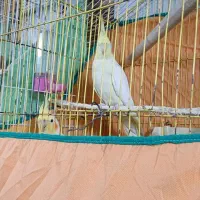 پرنده|پرنده|مینودشت, |دیوار