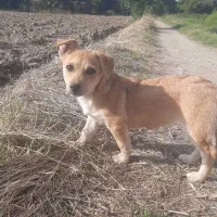 سگ پاکوتاه زیرک وخوشگل|سگ|گرگان, |دیوار