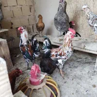 خروس گلین|حیوانات مزرعه|شهریار, شهرک مصطفی خمینی|دیوار