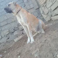 توله سگ سرابی|سگ|مراغه, |دیوار