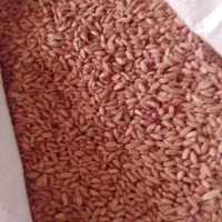 بزر درشت