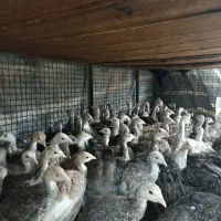 جوجه بوقلمون دوماهه