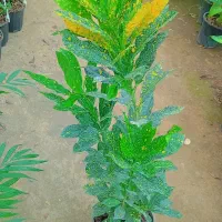 گلهای آپارتمانی|گل و گیاه طبیعی|مشهد, ایثارگران|دیوار