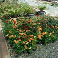 گل رز هلندی فقط 130هزارتومن