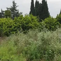 زمین-1000متری-قابل-ساخت-کد-240013-اکبری