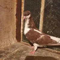 کبوتر شهری|پرنده|طسوج, |دیوار