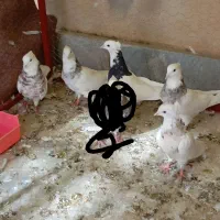 کبوتر|پرنده|سنندج, |دیوار