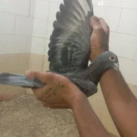 پلاکی نر ماده|پرنده|مسجد سلیمان, |دیوار