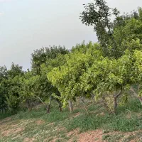 در فاصله ۱/۵ ساعته از کرج شهر تاکستان|فروش دفتر صنعتی، کشاورزی، تجاری|کرج, شهرک فهمیده|دیوار
