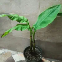 نهال موز