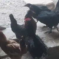 معامله مرغ با جوجه هاش با کبوتر در شهر خورموج|پرنده|خورموج, |دیوار