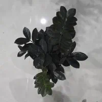 فیکوس وزاموفیلیا وفیلودندرون سوپر بلک ارسال رایگان