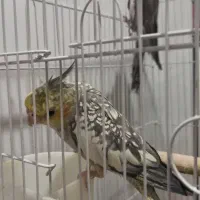۱۵ عدد عروس هلندی رنگی جفت با تخم و جوجه تک و یکجا|پرنده|رباط‌کریم, رباط‌کریم|دیوار