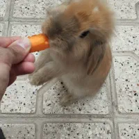 خرگوش لوپ نر