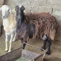 کهره و بره|حیوانات مزرعه|قشم, |دیوار