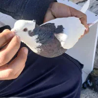 کبوتر طوقی ملقی