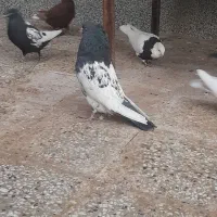 کفترسر دم سبز|پرنده|زرند, |دیوار