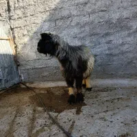 قوچ چهار رون بختیاری