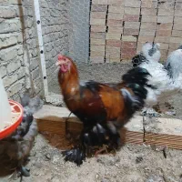 مرغ خروس برهما پاتریج