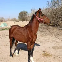 اسب|اسب و تجهیزات اسب‌سواری|تهران, مولوی|دیوار