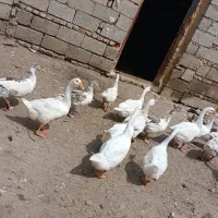 فروش یکجاباقیمت مناسب