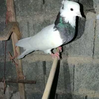 خوشرنگ و طوقی|پرنده|جره و بالاده, |دیوار