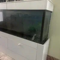 اکواریوم|ماهی|شاهرود, |دیوار