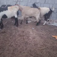 تعداد 20راس بز کهر ه دار داشتی|حیوانات مزرعه|بندر گناوه, |دیوار