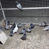 کفتر پلاکی کبوتر المانی|پرنده|رشتخوار, |دیوار