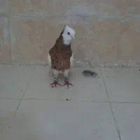 طوق زرد خال سیاه